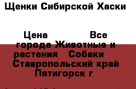 Щенки Сибирской Хаски › Цена ­ 20 000 - Все города Животные и растения » Собаки   . Ставропольский край,Пятигорск г.